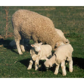 Lamb Woolover Coat - Newborn Lamb Warm Wool Jacket Rug Cover Vest