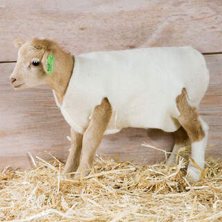 10 Pack: Lamb Coats Woolover - Newborn Lamb Warm Wool Jacket Rug Cover Vest