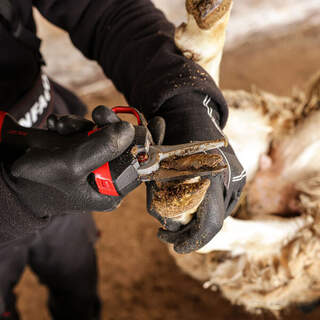 Electrocoup Sheep & Goat Hoof Power Parer - Foot Rot Shears Paring Trimming Battery Operated F3020 40mm Electric Secateurs Bundl