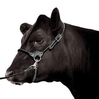 Bainbridge Premium Leather Beef Cattle Show Halter Harness with Matching Lead